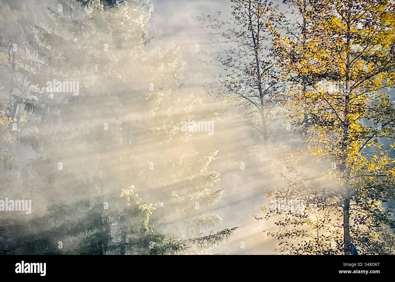 Morning light streaming through the mist and trees and the Pacific Northwest - Smartphone Captured Stock Image