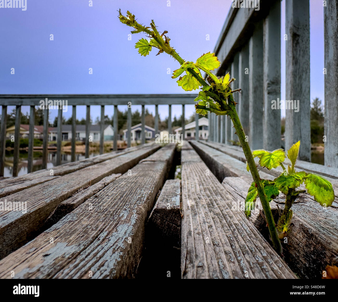 Solitary BlackBerry branch invading a deck. Blackberries, while tasty, are considered native weeds in the Pacific Northwest, and grow aggressively and invasively - Smartphone Captured Stock Image