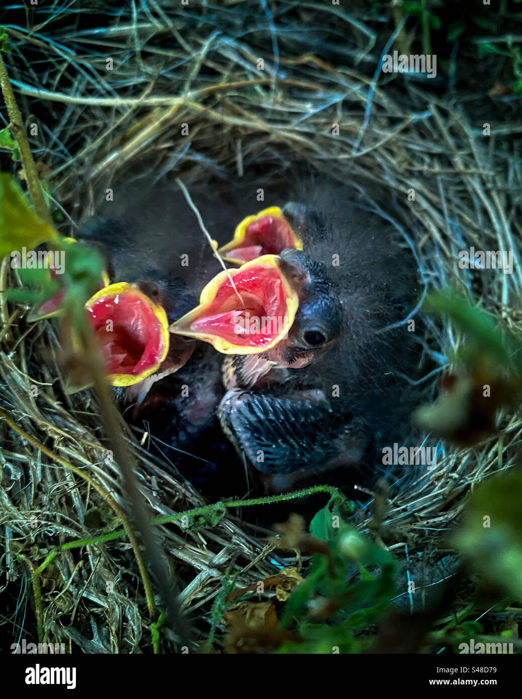 Hungry chicks in a nest - Smartphone Captured Stock Image