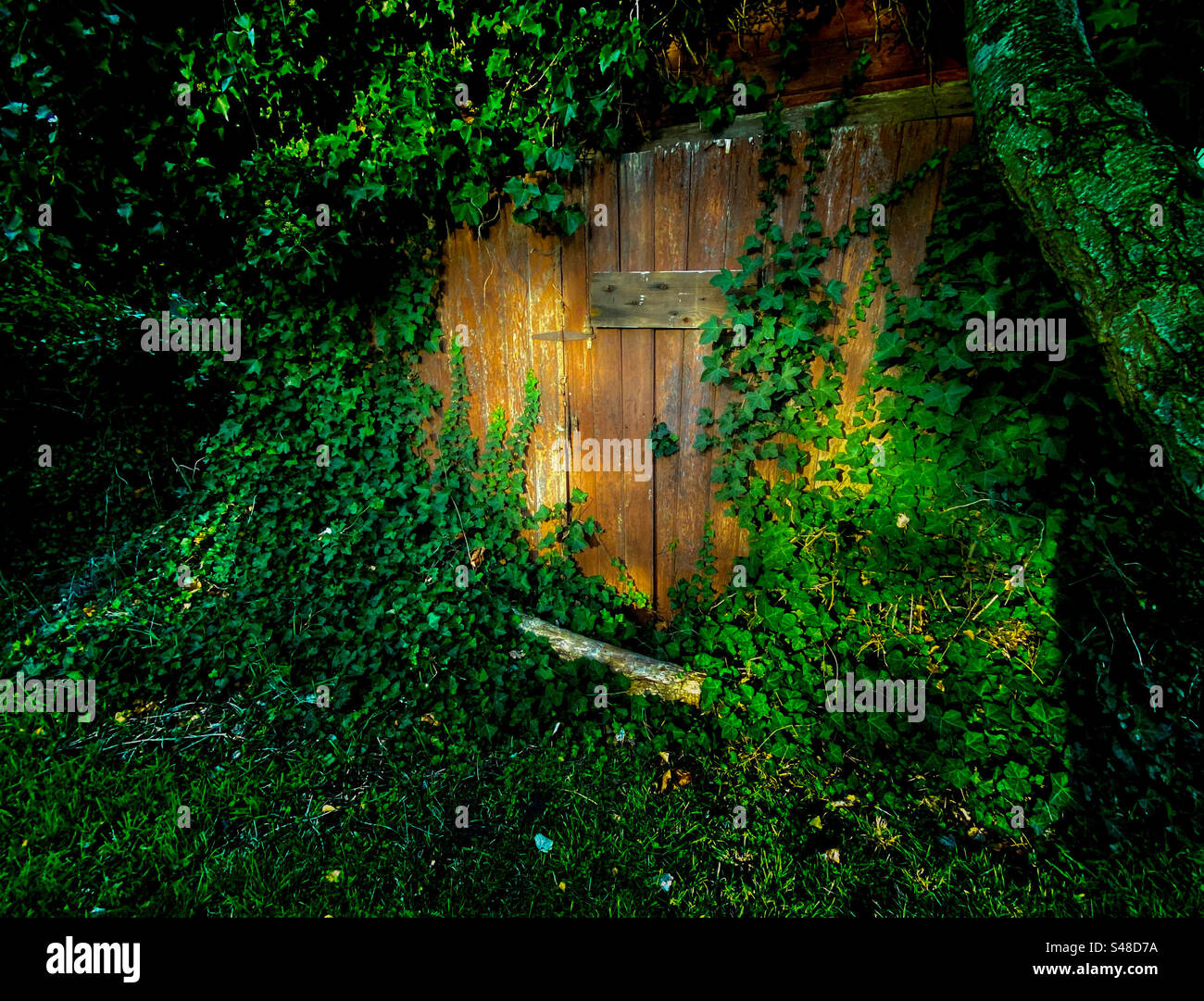 Nature reclaiming unused storage shack in the Pacific Northwest - Smartphone Captured Stock Image