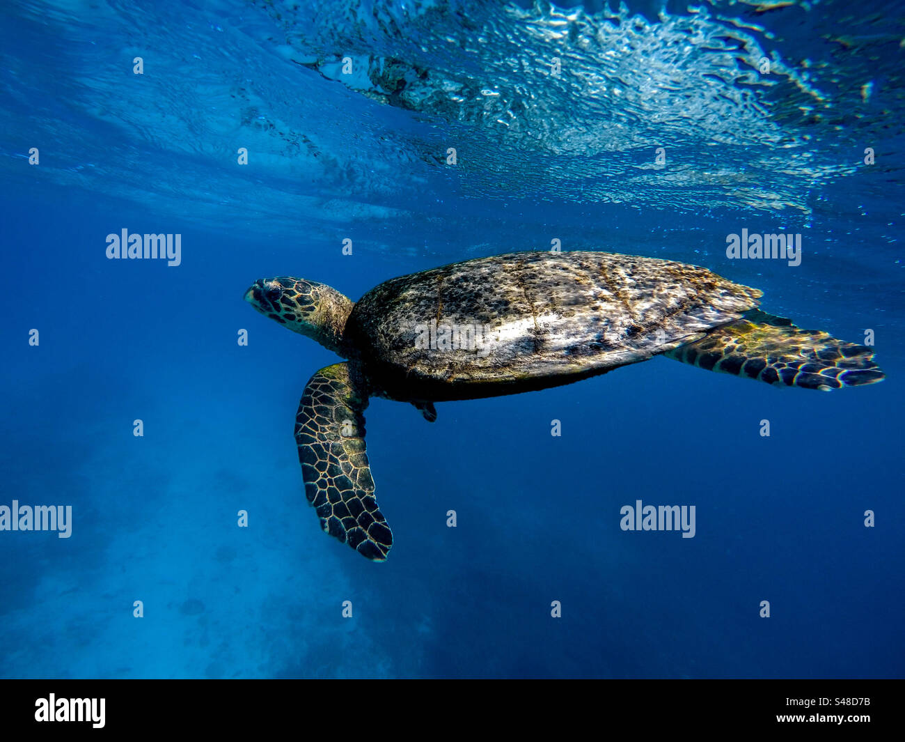 Pacific green turtle swimming in the warm waters of the Great Barrier Reef in Lady Eliot island in Australia - Smartphone Captured Stock Image