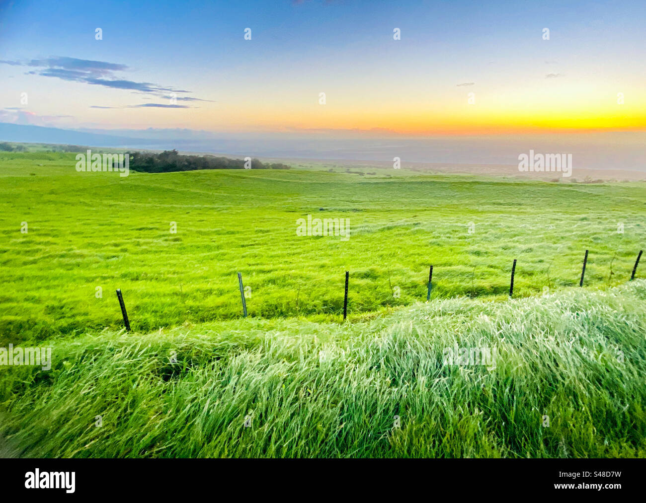Wind blown grassy fields on the leeward side of the big island of Hawaii at sunset Stock Photo