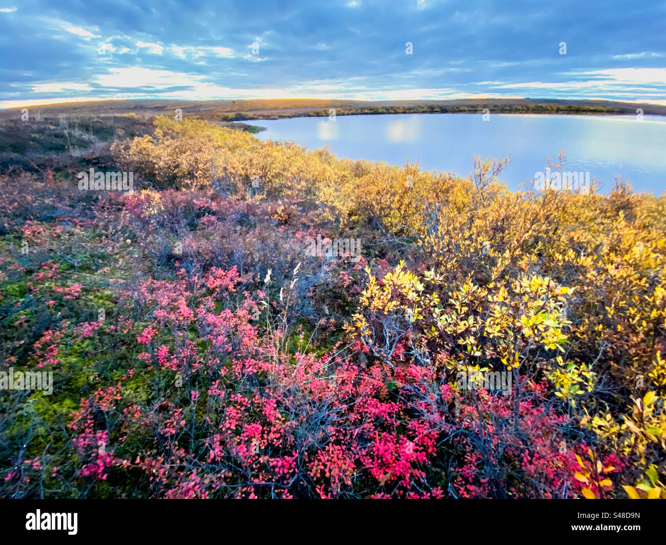 Colorful fields of berry bushes and willows during the brief fall season in the Alaskan arctic, Kotzebue, Alaska - Smartphone Captured Stock Image