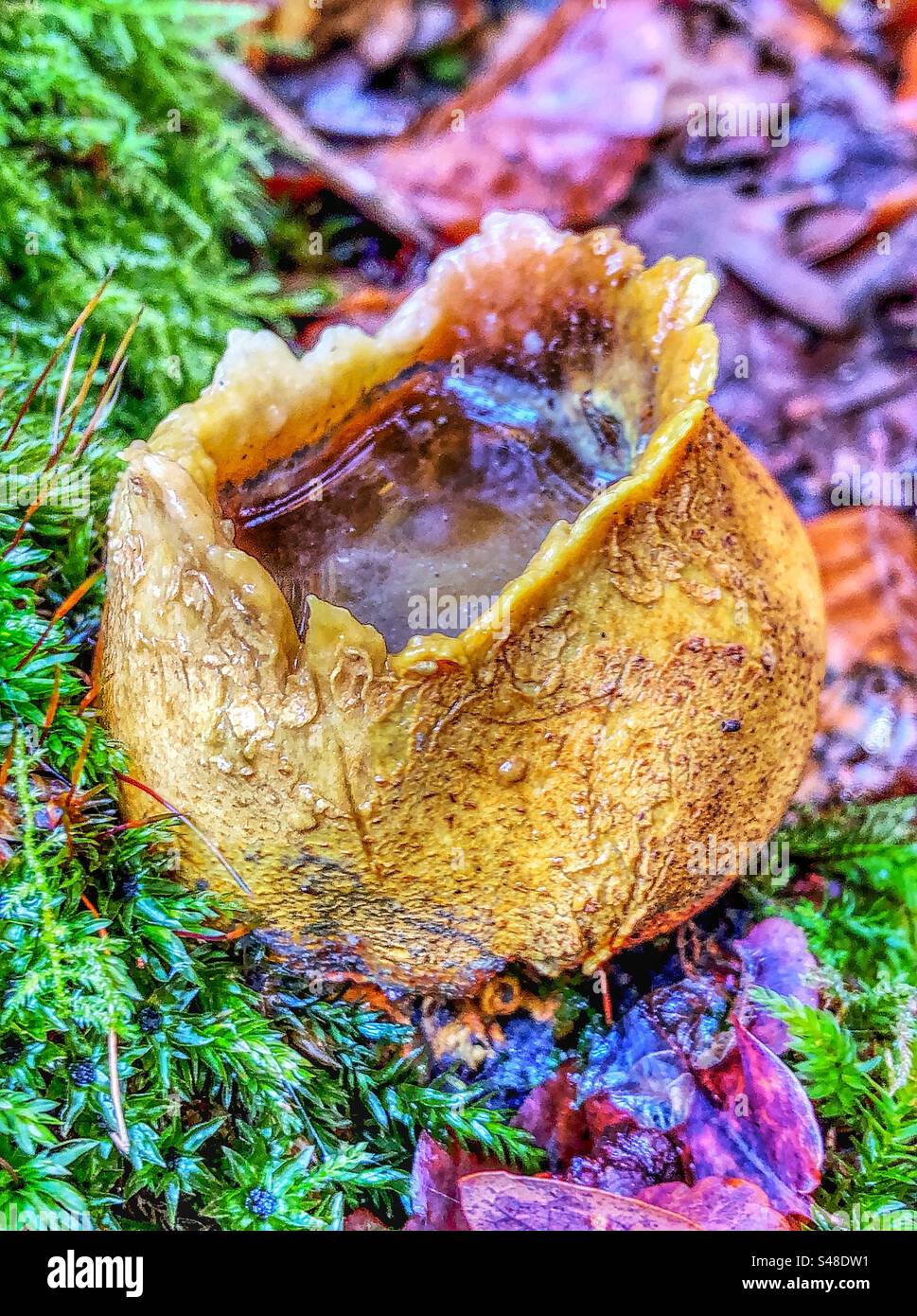 Common Earth-ball Fungus (Scleroderma Citrinum) which has ruptured releasing its spores and and its empty skin filled with water, growing in the New Forest National Park Hampshire, United Kingdom. - Smartphone Captured Stock Image