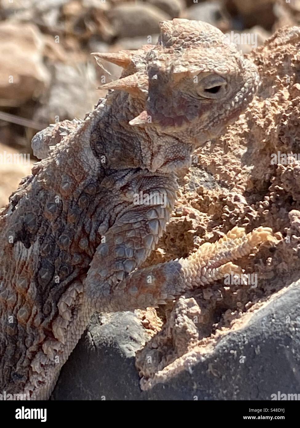 Horned Toad Lizard Stock Photo Alamy