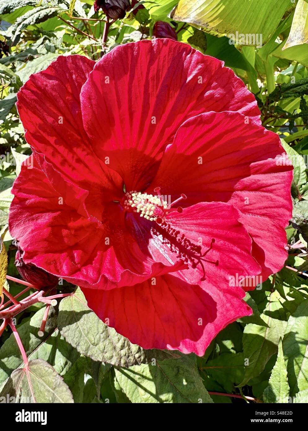 Red Hibiscus flower on The Flowering Bridge in Lake Lure, North