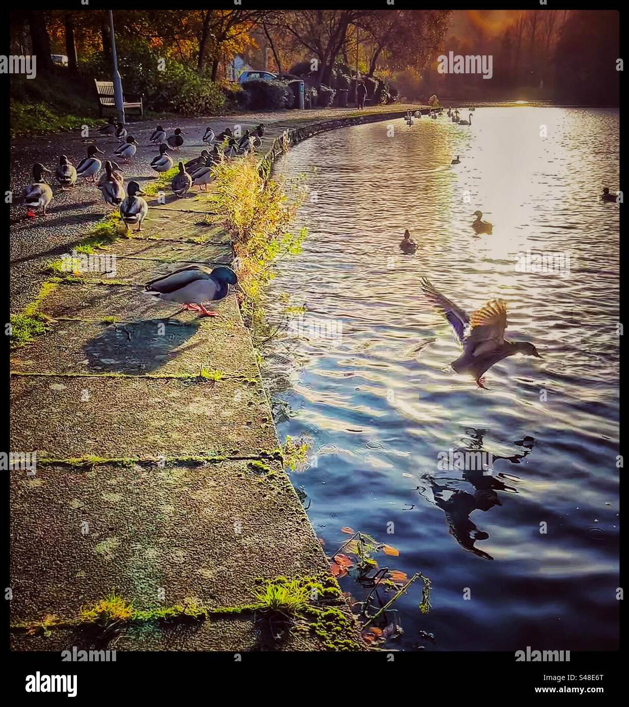 Duck flying off the wall beside Tweedbank pond Stock Photo Alamy