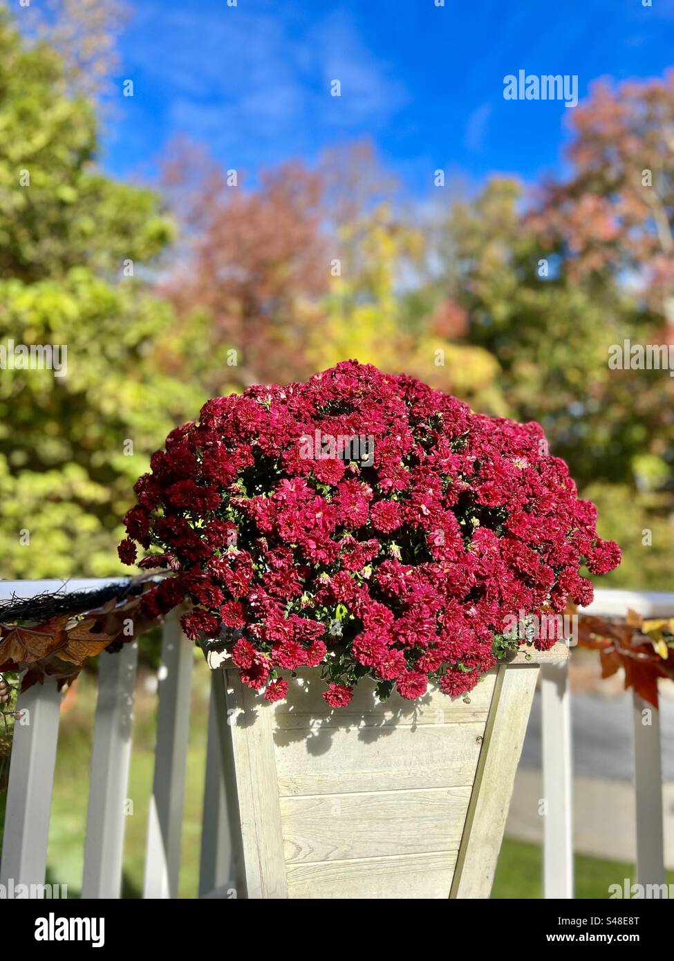 Autumn red chrysanthemums in a white planter - Smartphone Captured Stock Image