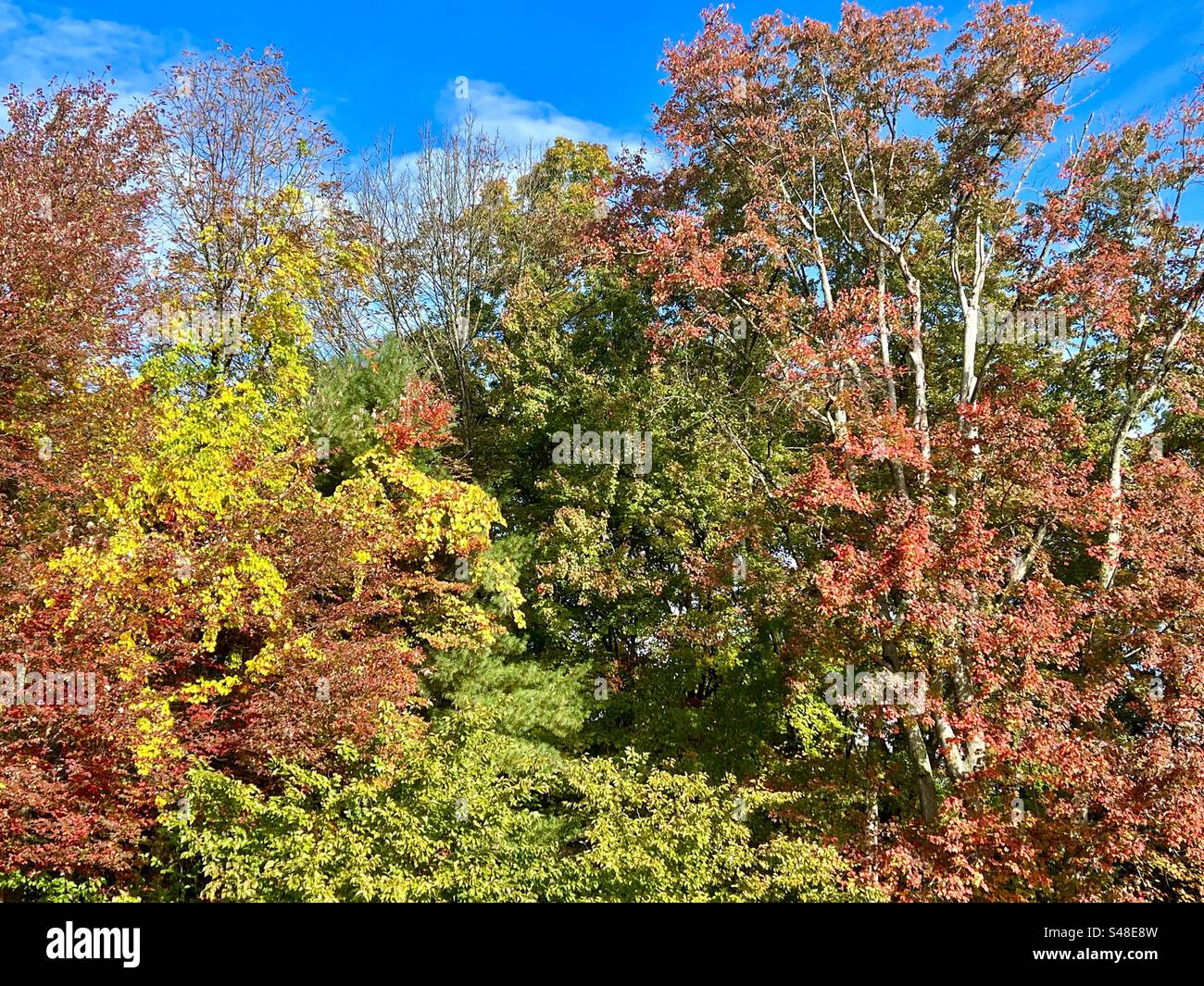 The changing of seasons from summer into fall - Smartphone Captured Stock Image