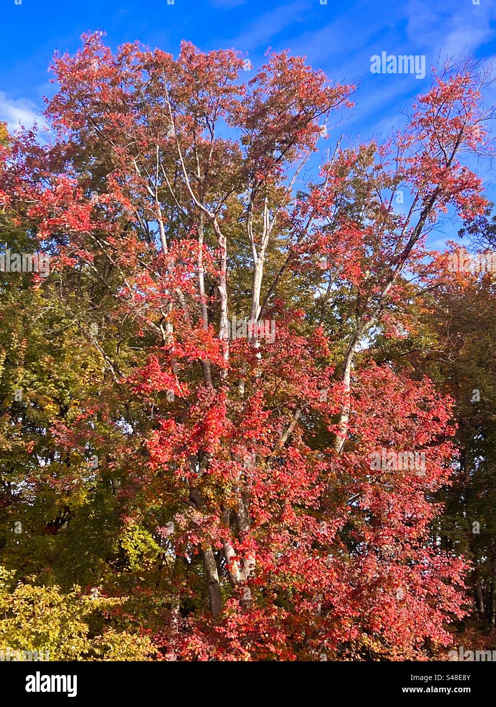 Pretty red leaves as the changing of season progresses from summer into fall in Massachusetts - Smartphone Captured Stock Image