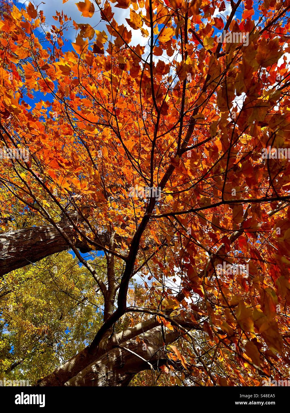 Sunshine makes the colors of the changing leaves glow brightly under the autumn sky - Smartphone Captured Stock Image