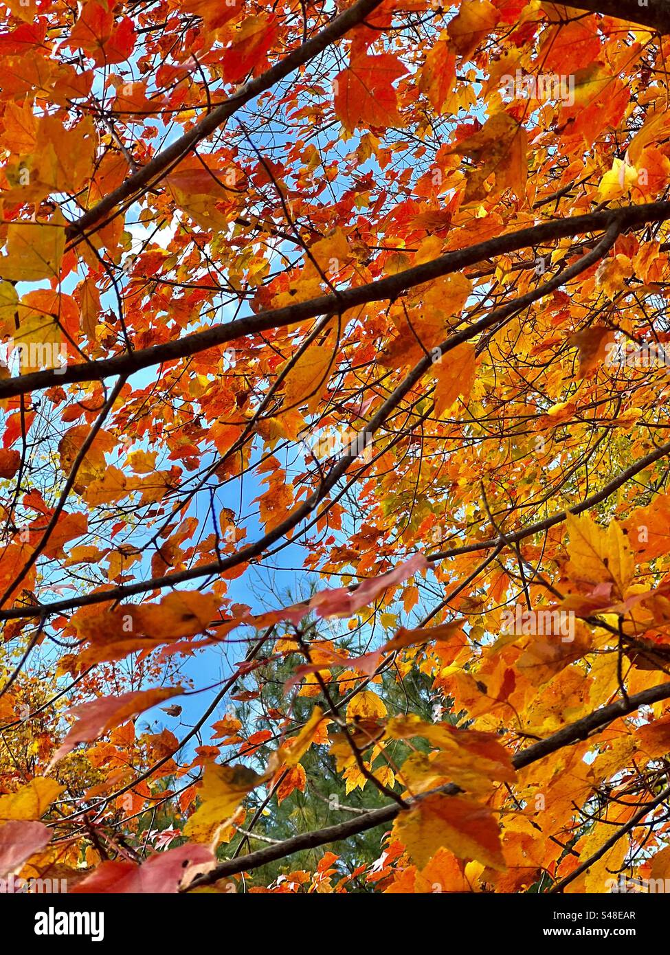 Orange and yellow autumn foliage clinging on to branches under the contrasting blue sky - Smartphone Captured Stock Image