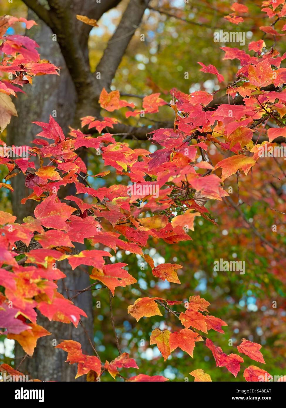 Bright red leaves with orange and gold accents. Autumn Stock Photo