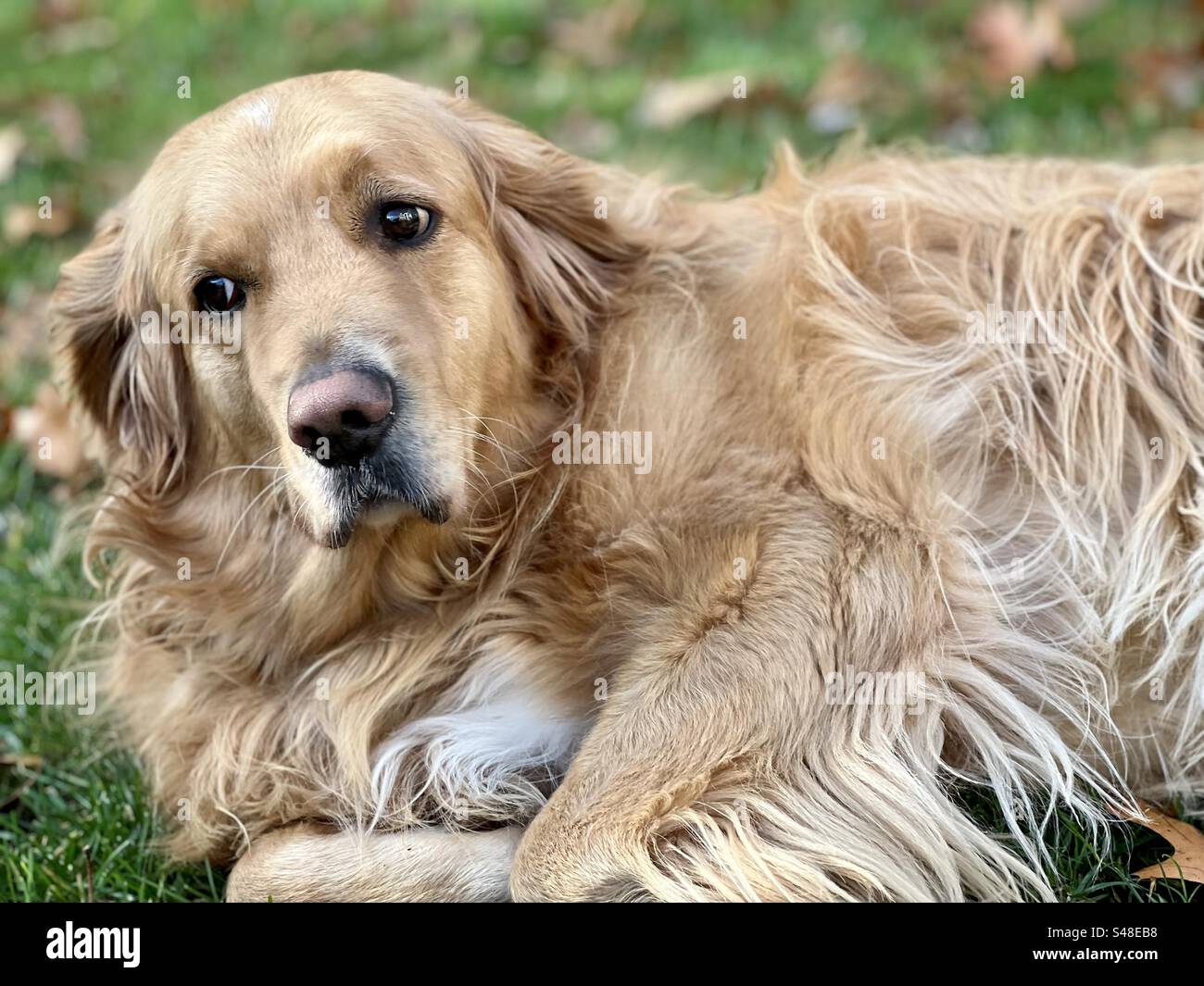 Beautiful Golden Retriever with a serious face, on a green lawn - Smartphone Captured Stock Image