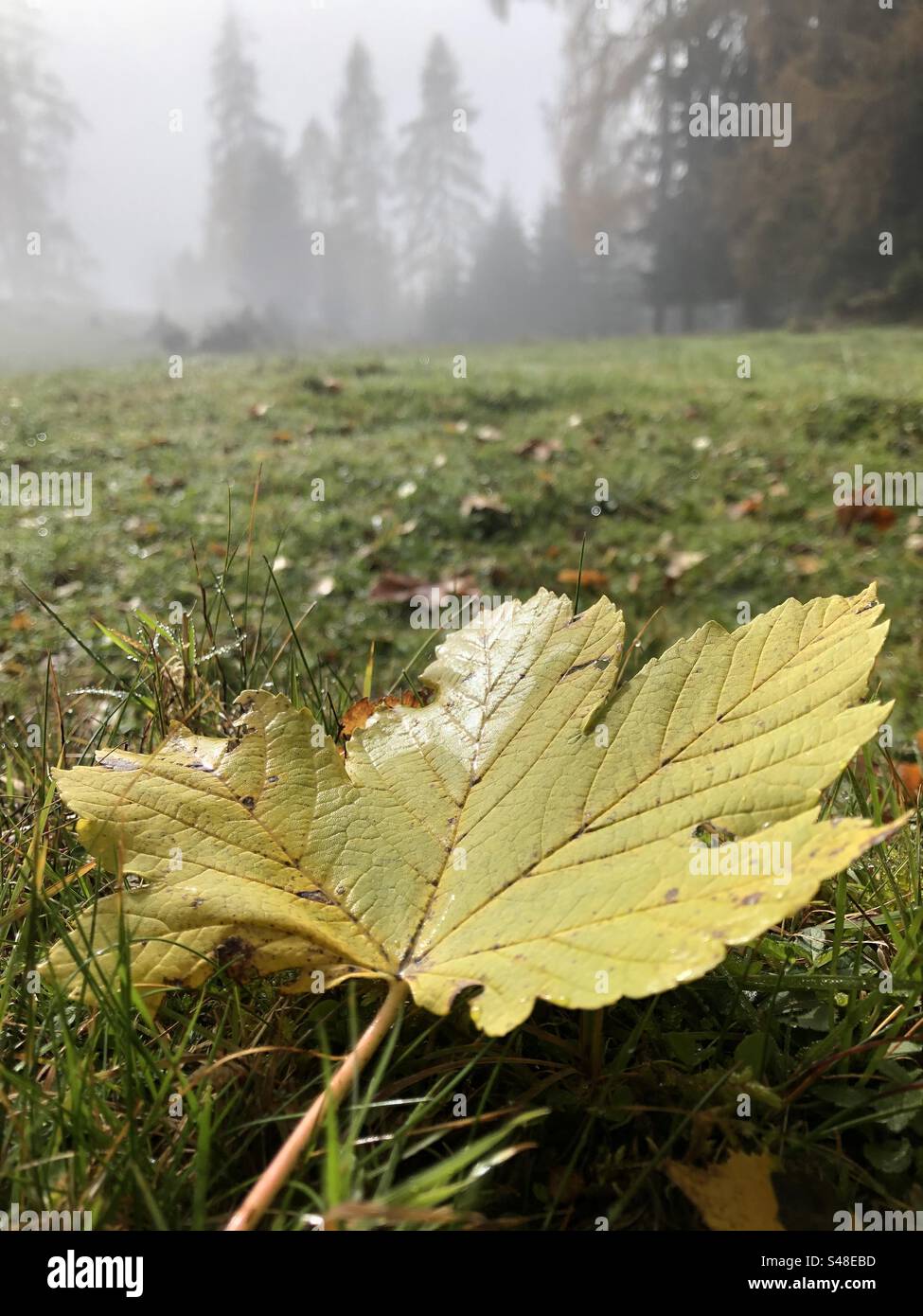 Autumn colored leaf on a misty day in november Stock Photo