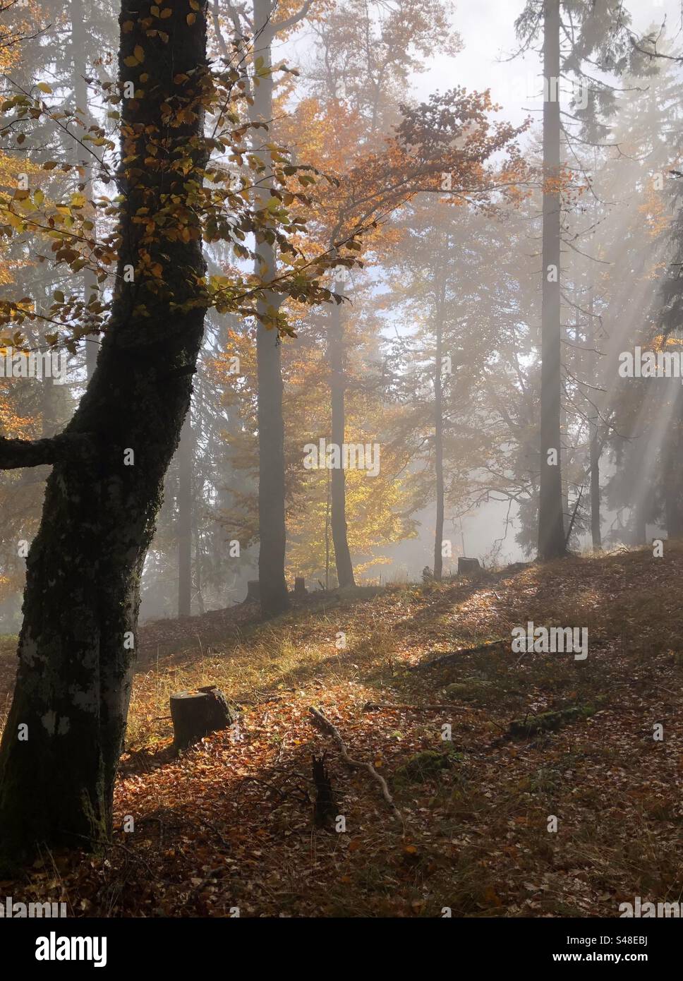 Autumn colored Mountain forest with beech and spruce on a misty day in November - Smartphone Captured Stock Image