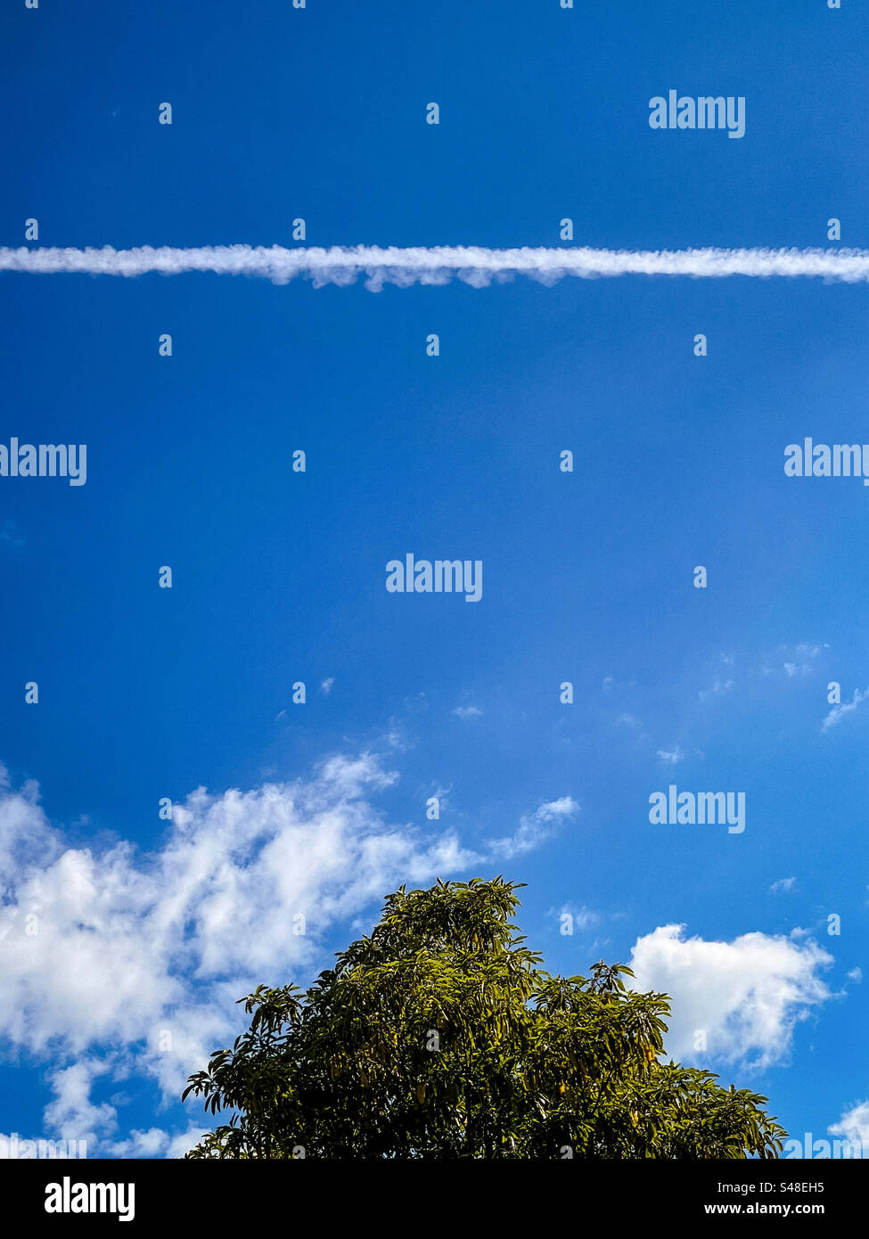 Abstract low angle shot of vapor trail above a few cumulus clouds and treetop in a blue sky. Scenics-nature. Pattern. Backgrounds. - Smartphone Captured Stock Image