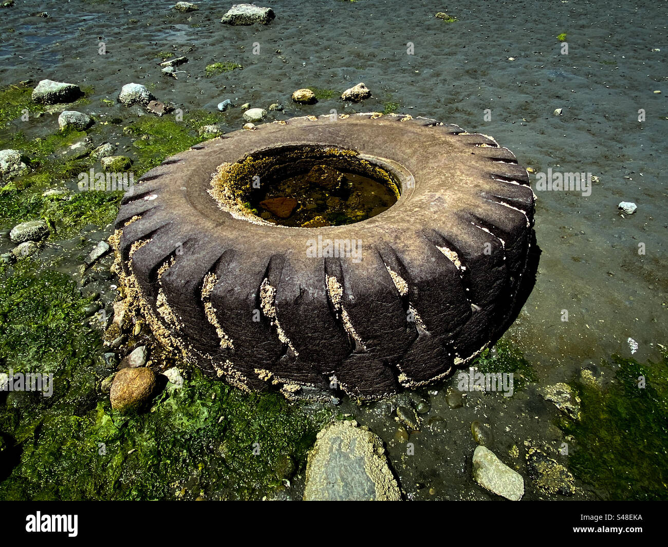Old discarded tire washed up and imbedded in the beach with seaweed Stock Photo