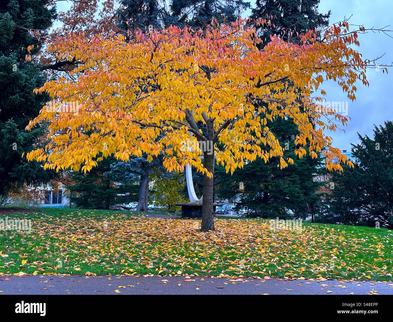 A tree in autumn in Kungsparken, a park in Gothenburg, Sweden. - Smartphone Captured Stock Image