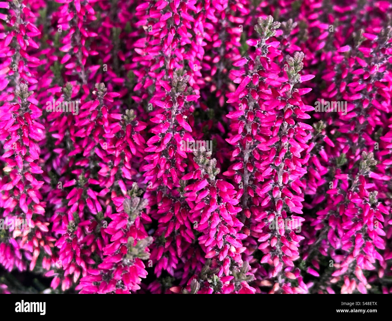 Purple heather growing outdoors in Gothenburg Sweden - Smartphone Captured Stock Image