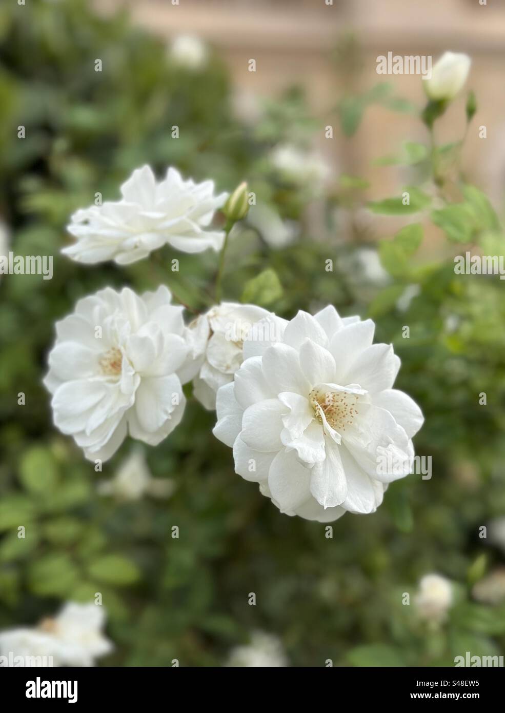 White roses in an outdoor garden area Stock Photo - Alamy