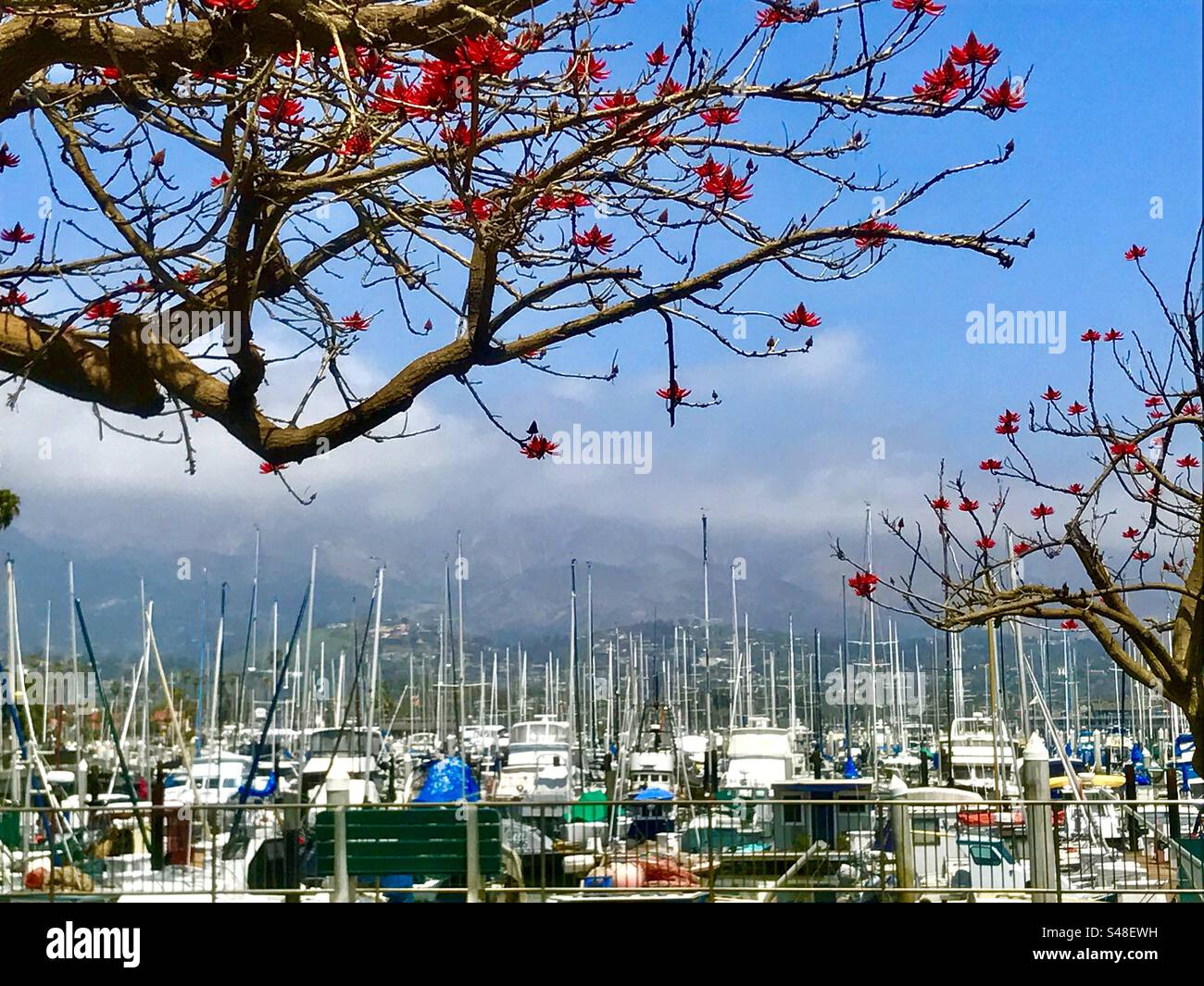 Springtime, Santa Barbara Harbor, California - Smartphone Captured Stock Image