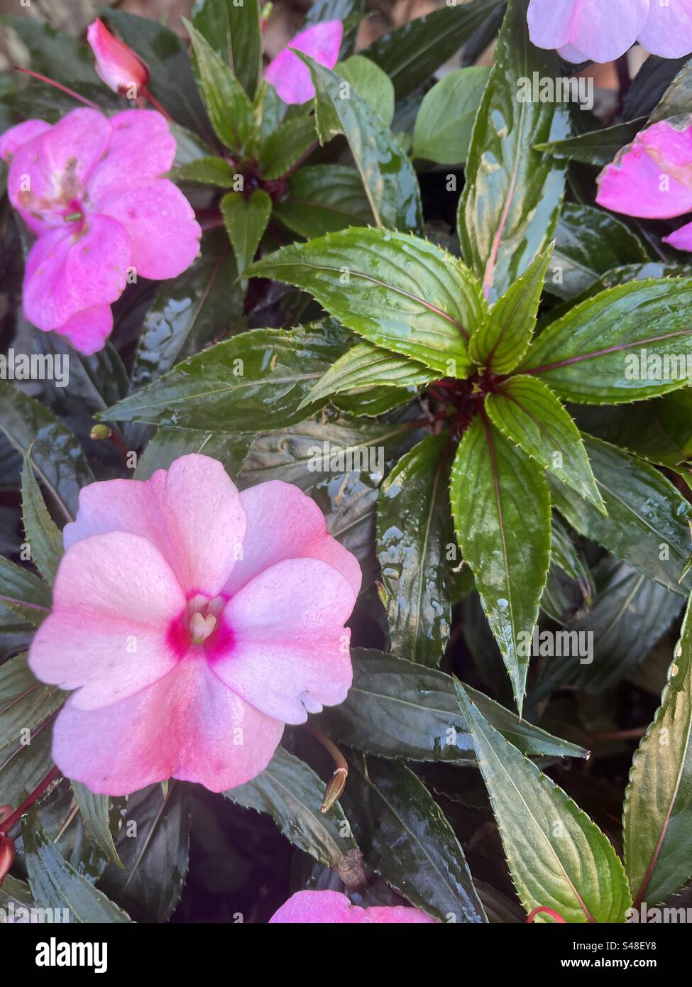 Pink flowers and green leaves hi-res stock photography and images - Alamy
