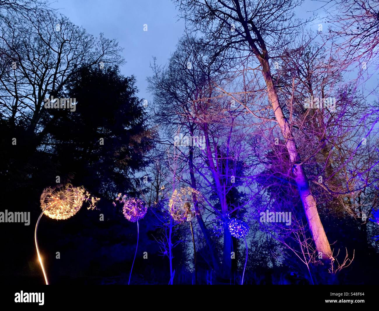 Festive Light trail with giant lit dandelions amongst woodland trees - Smartphone Captured Stock Image