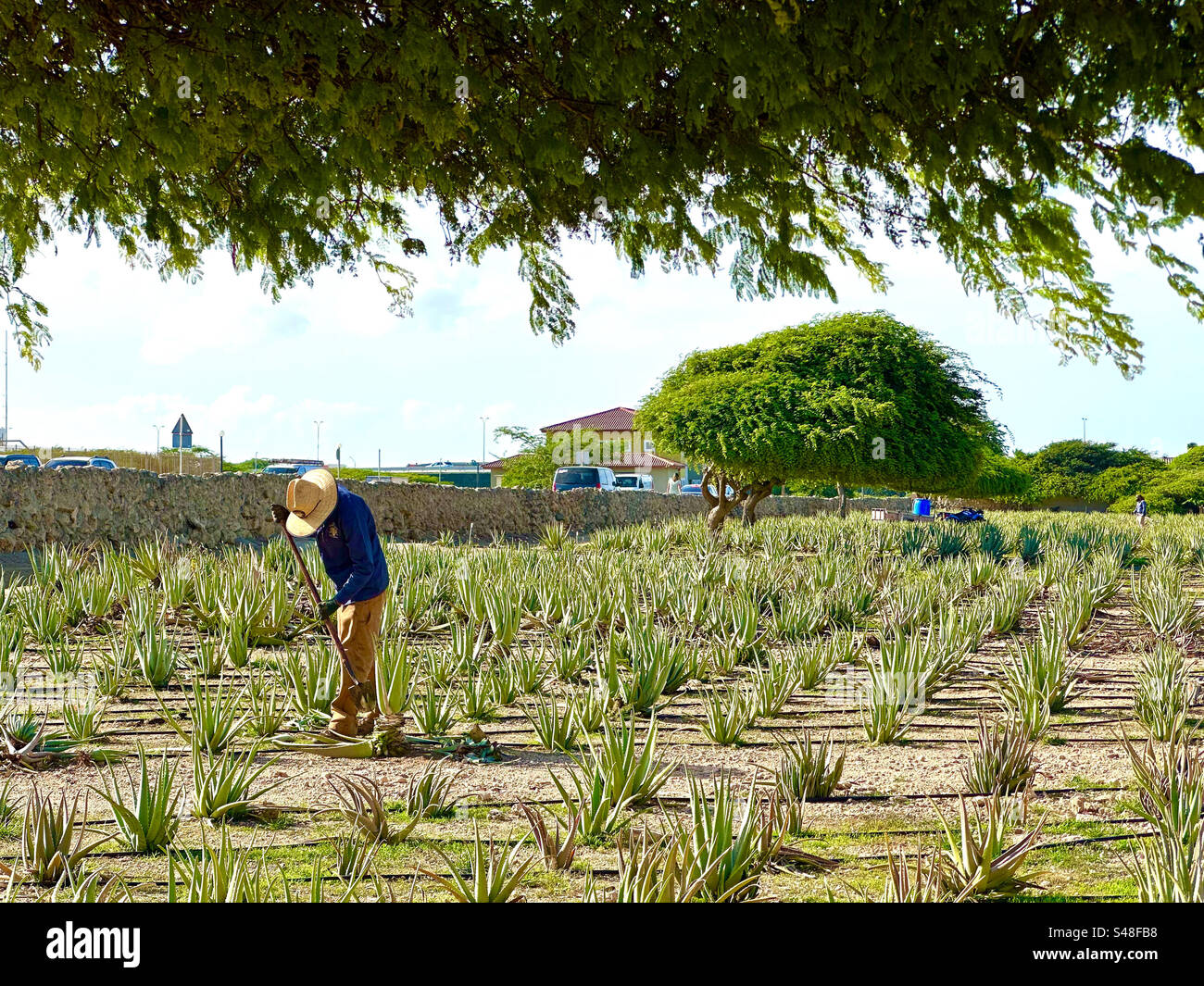 Aloe Vera Farm. Aruba - Smartphone Captured Stock Image