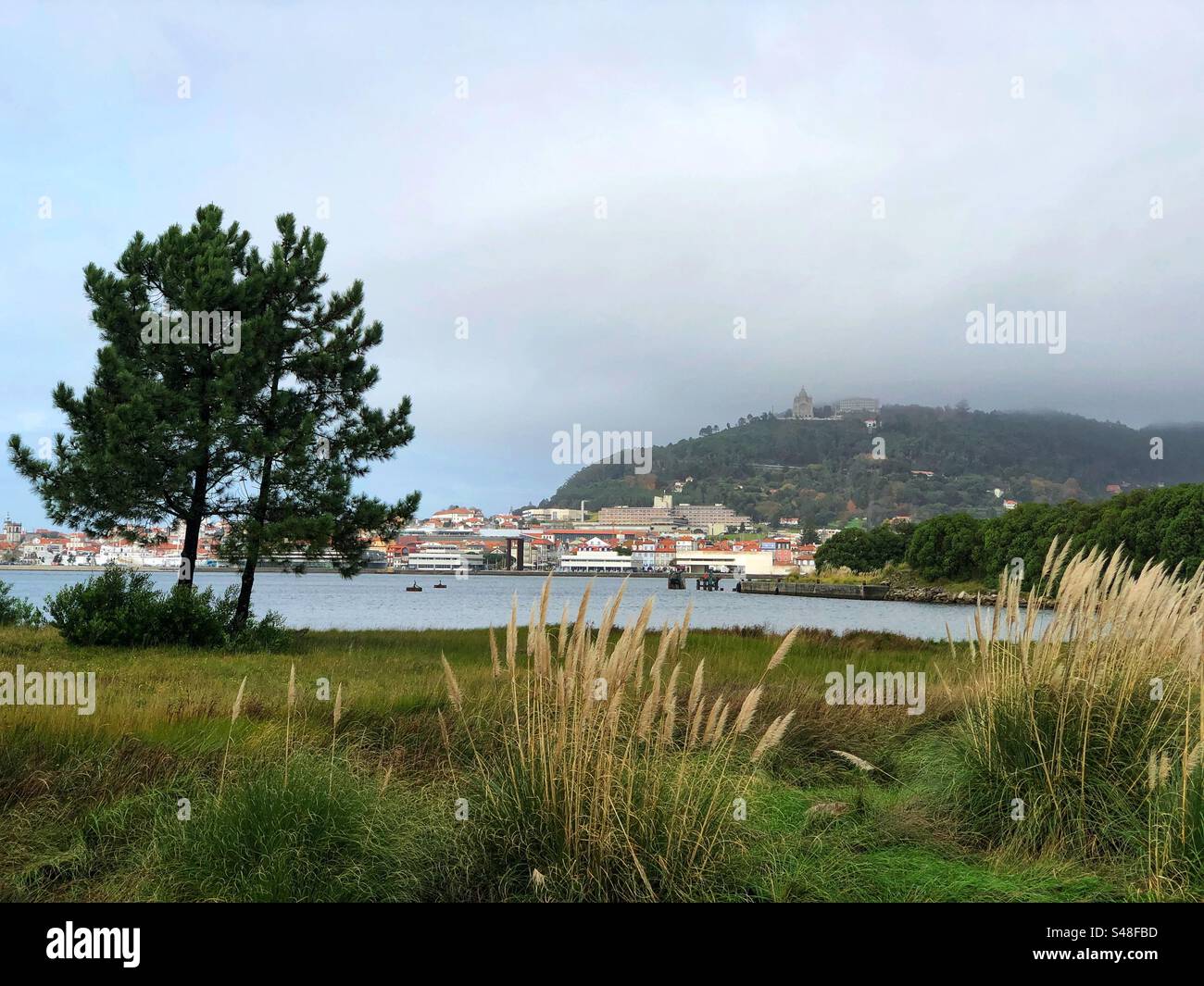 Viana do Castelo, Portugal - November 11, 2023: Dried weeds and pine trees on the Lima River shore with the Santa Luzia Catholic Christian Church on the hilltop in the cloud across the river - Smartphone Captured Stock Image