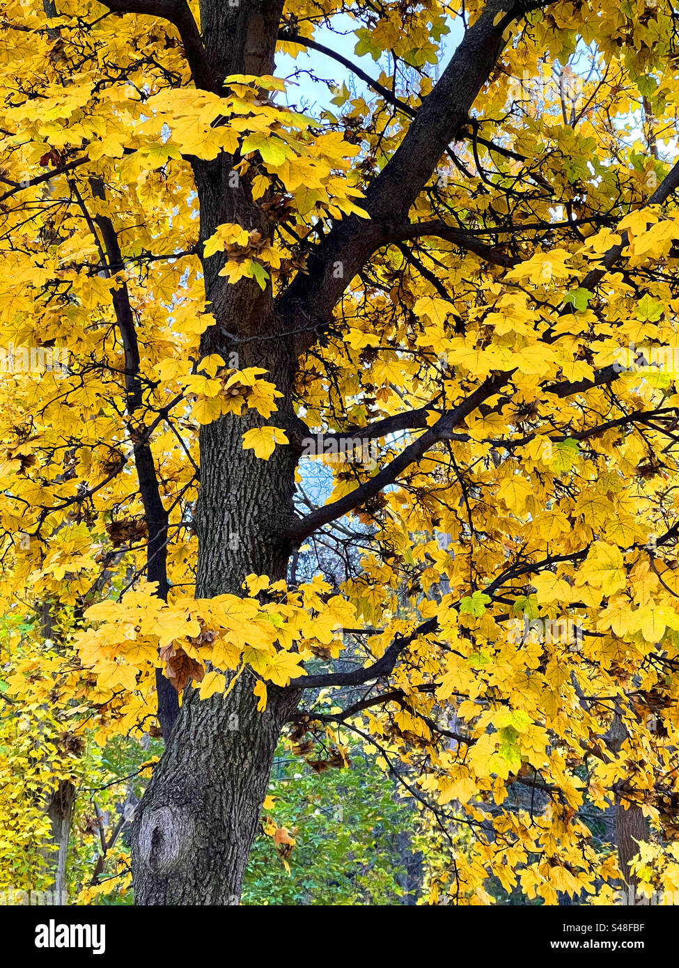 Deciduous tree in Autumn. - Smartphone Captured Stock Image