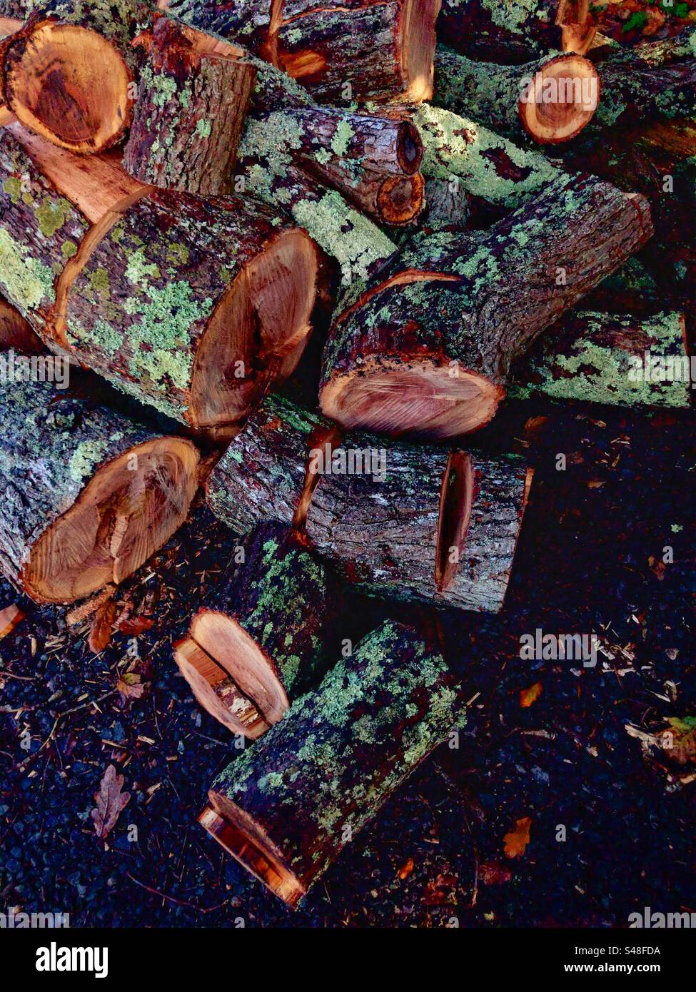 Chopped wood in forest - Smartphone Captured Stock Image