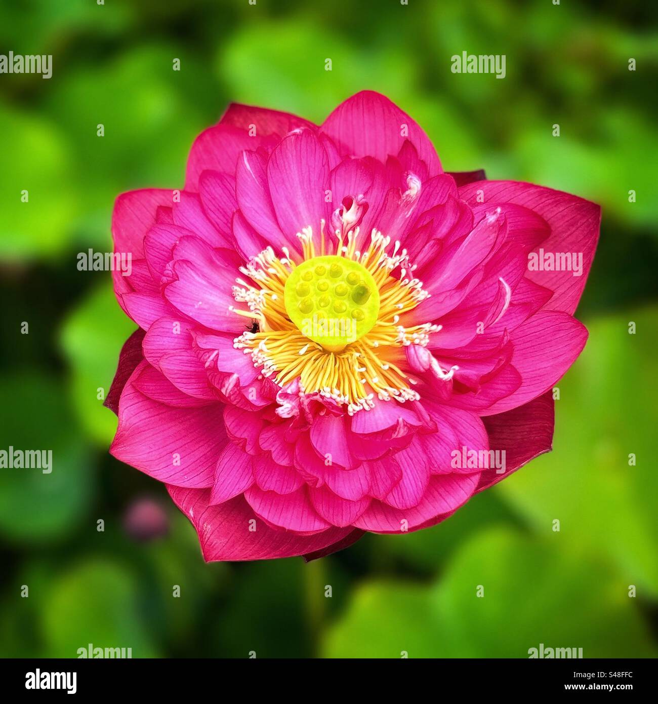 Water Lily - Smartphone Captured Stock Image