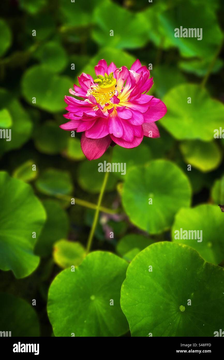 Water Lily - Smartphone Captured Stock Image