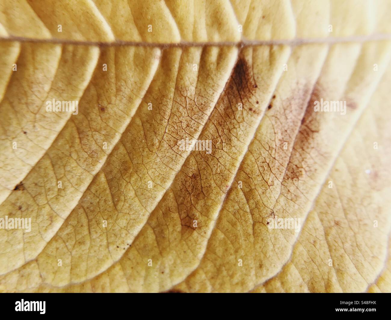 Close up of a leaf showing its textures - Smartphone Captured Stock Image