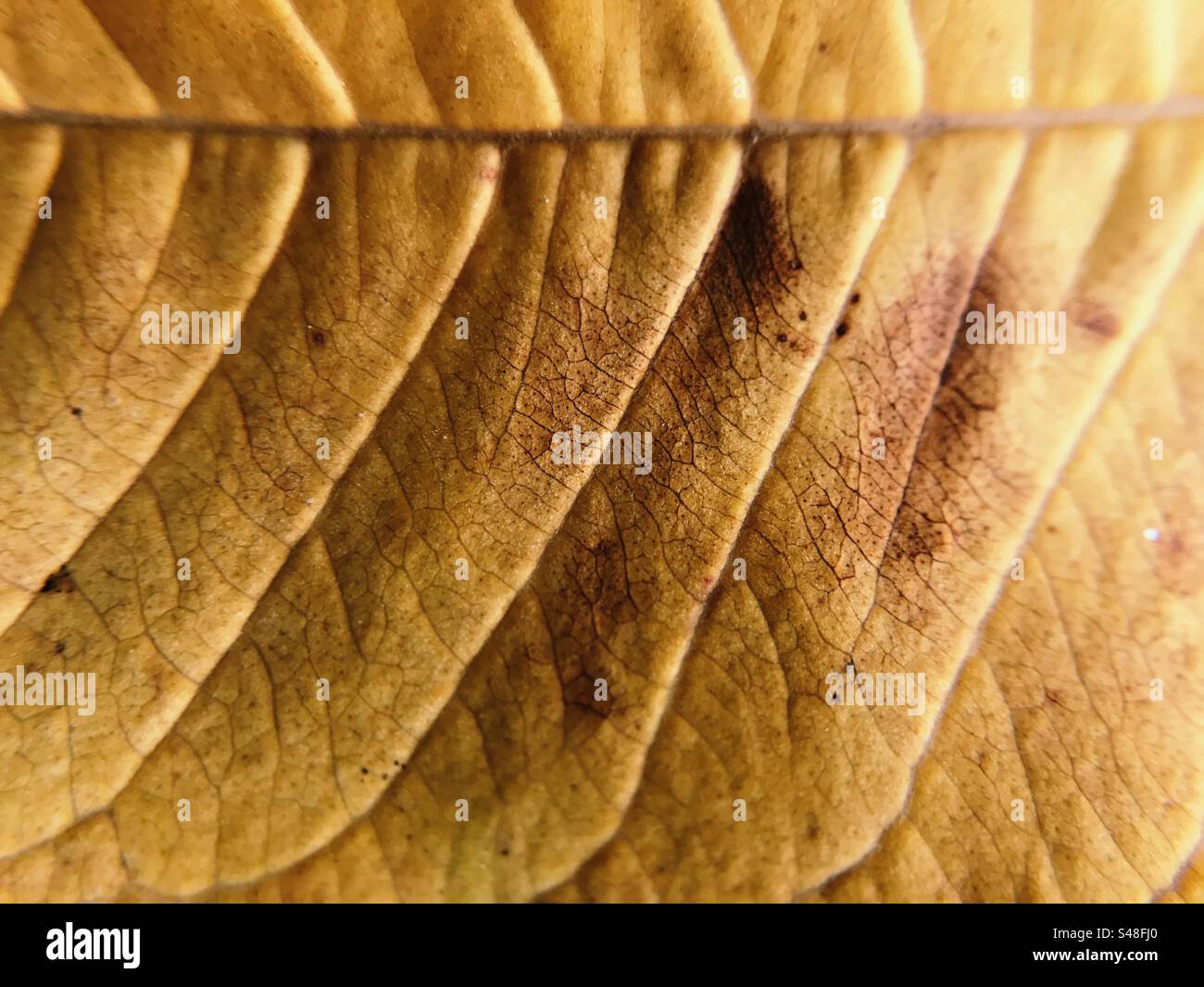 Macro photo of a leaf showing its veins - Smartphone Captured Stock Image