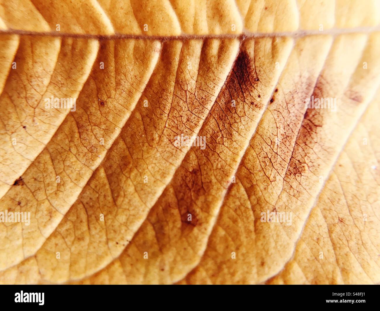 Autumn leaf close up - Smartphone Captured Stock Image