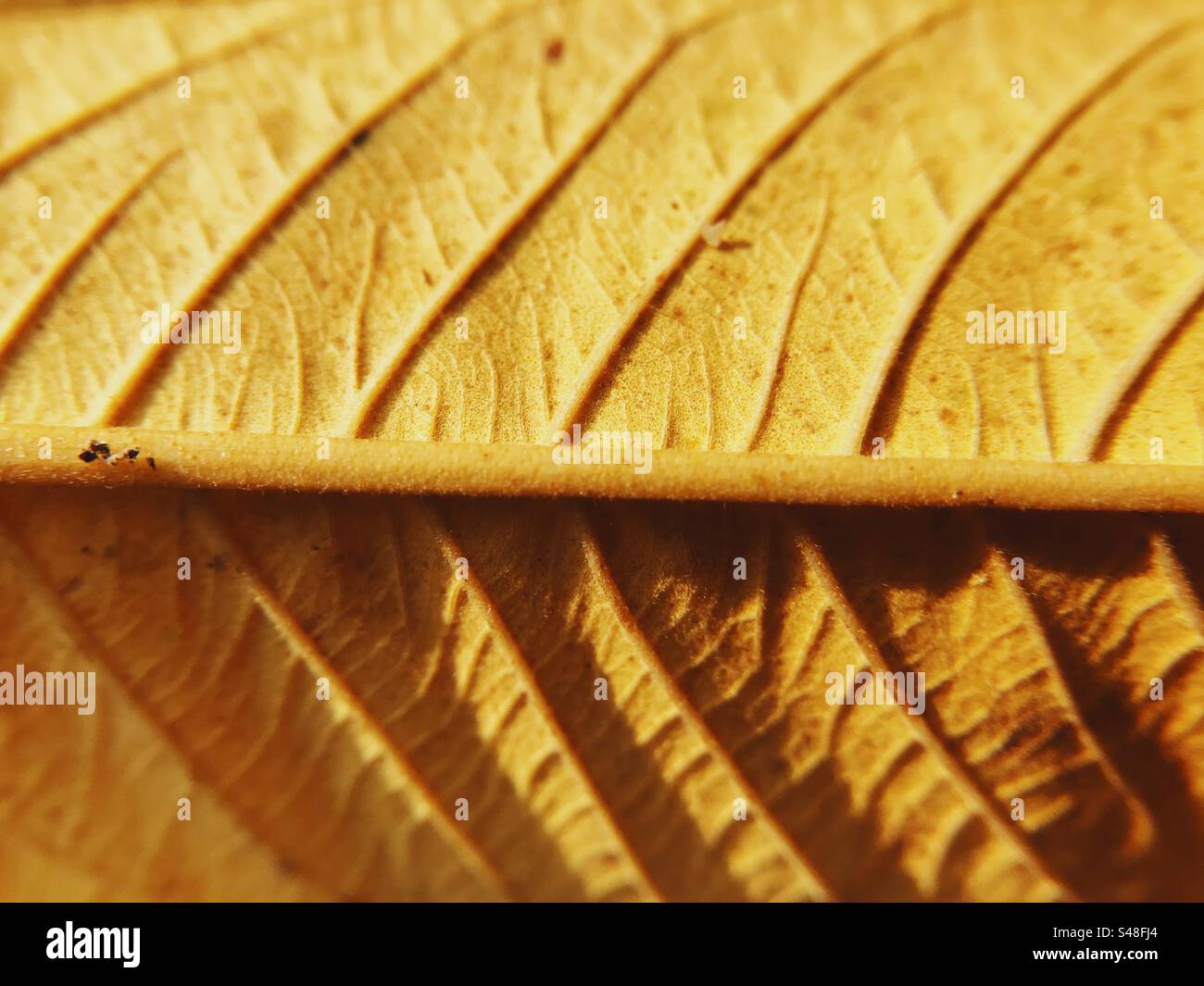 Close up of a leaf showing its textures - Smartphone Captured Stock Image