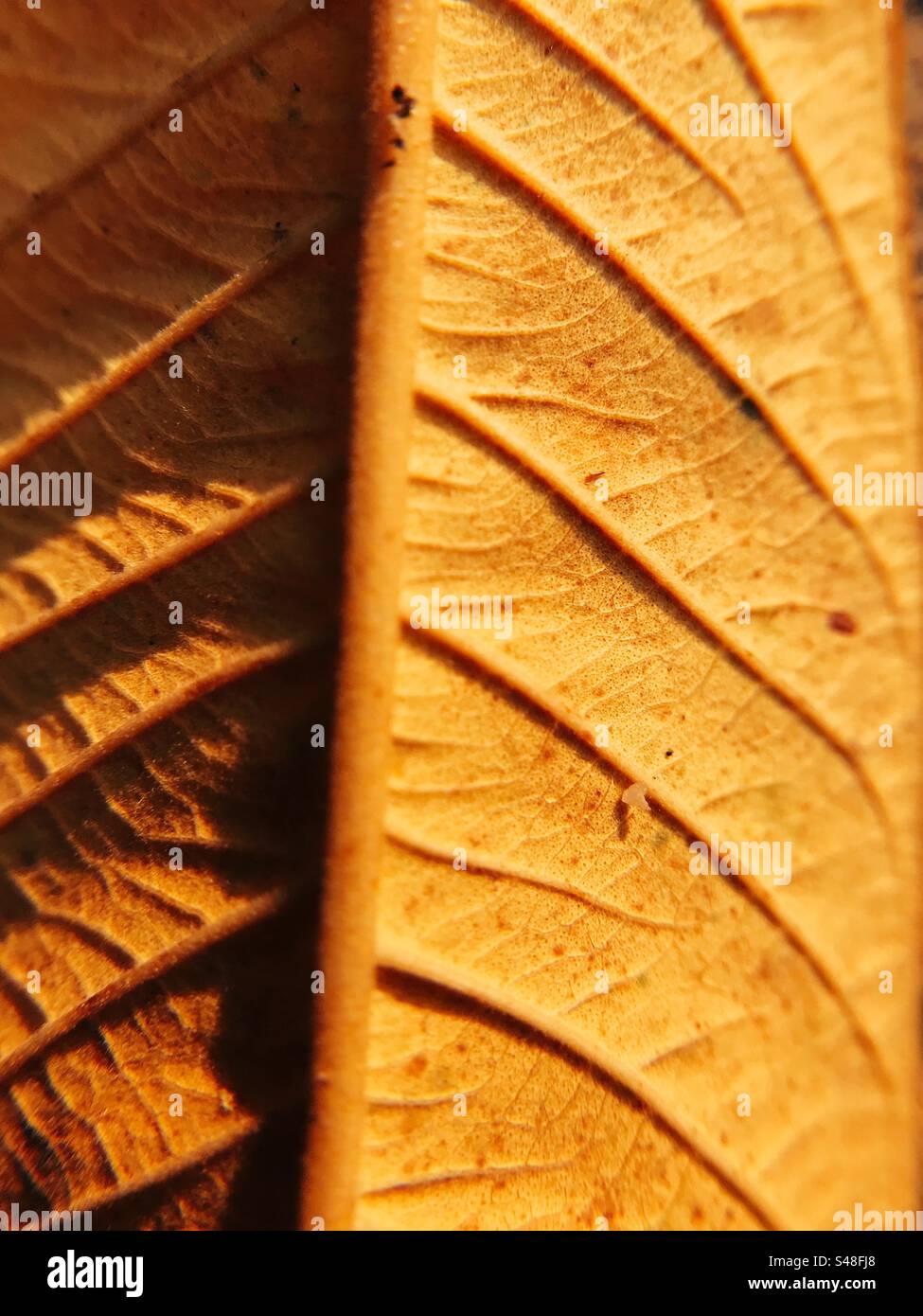 Veins of a leaf clicked with a macro lens - Smartphone Captured Stock Image