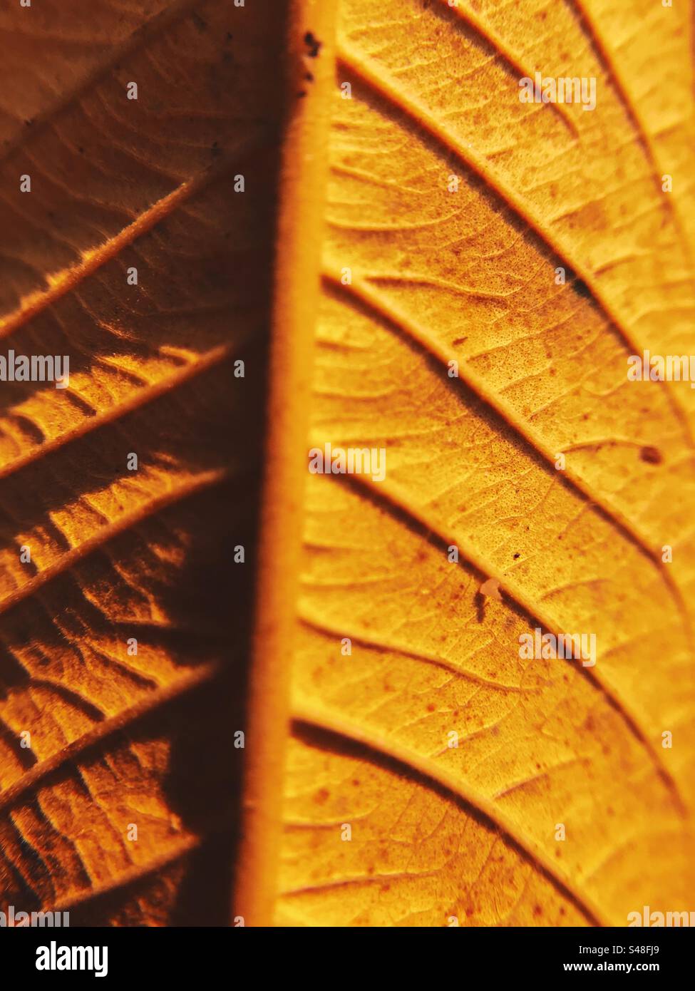 Autumn leaf close up - Smartphone Captured Stock Image