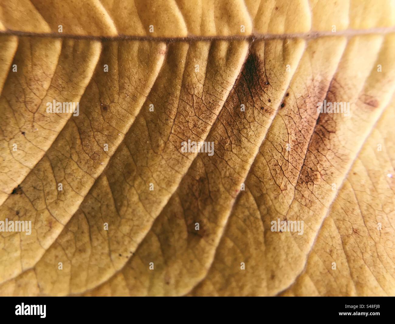 Macro photo showing the veins of an autumn leaf - Smartphone Captured Stock Image