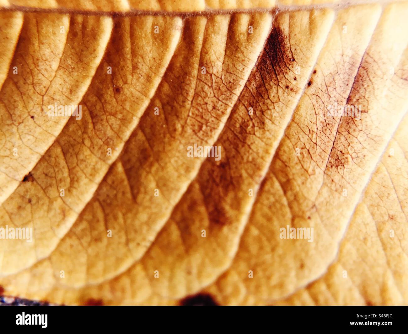 Close up of a leaf during the fall season - Smartphone Captured Stock Image