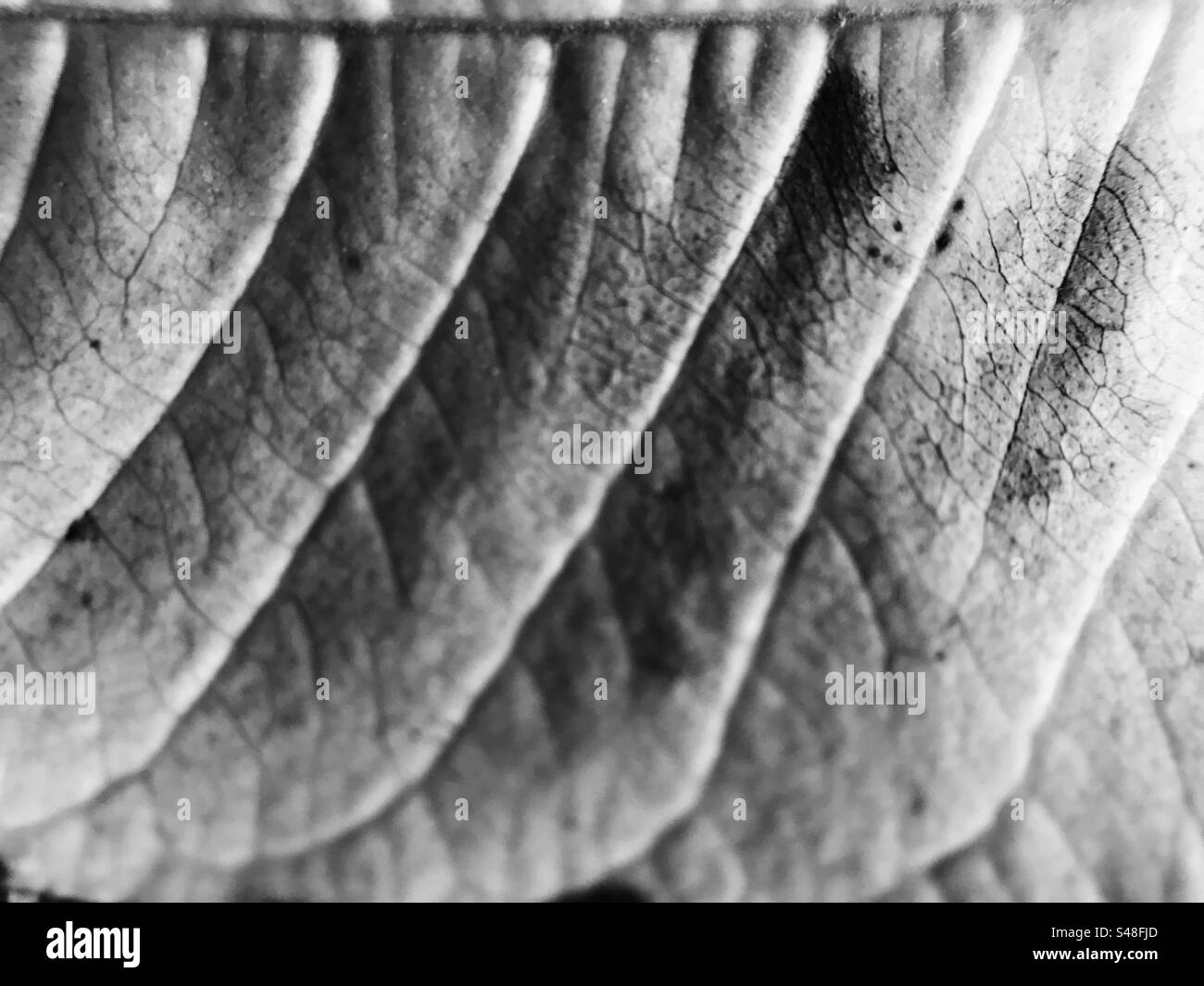 Black and white photo showing the veins and textures of a leaf - Smartphone Captured Stock Image