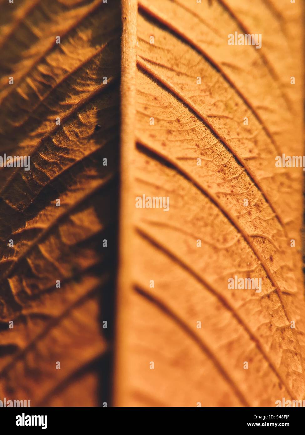 Reddish autumn leaf close up - Smartphone Captured Stock Image