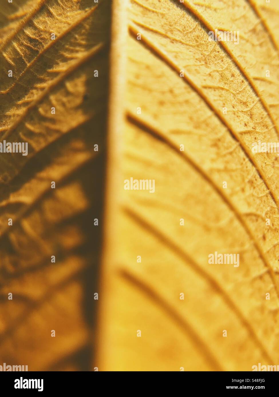 Macro photo of a leaf showing all its veins - Smartphone Captured Stock Image