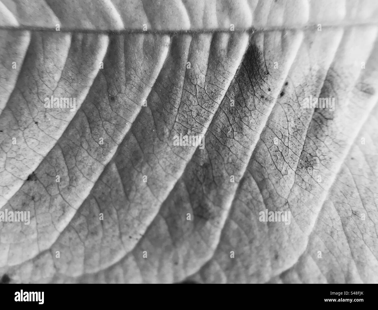 Black and white photo of a close up of a leaf showing all its veins - Smartphone Captured Stock Image