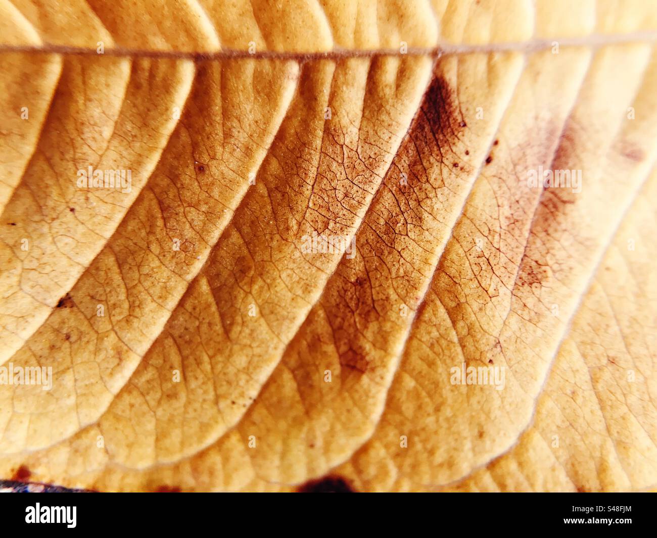 Reddish coloured autumn leaf close up - Smartphone Captured Stock Image