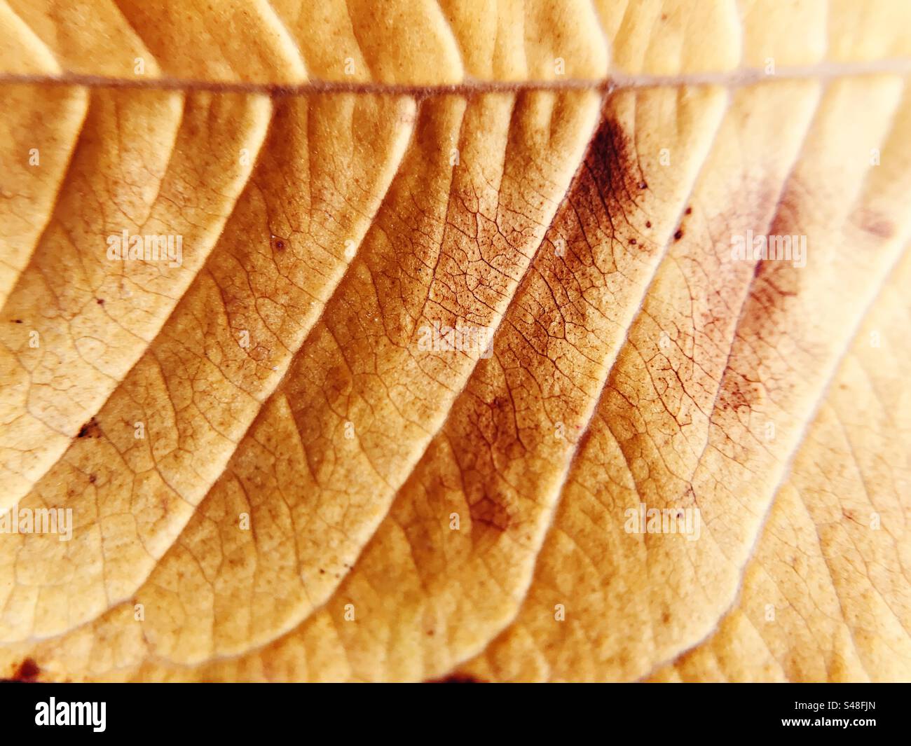 Veins and textures of an autumn leaf - Smartphone Captured Stock Image