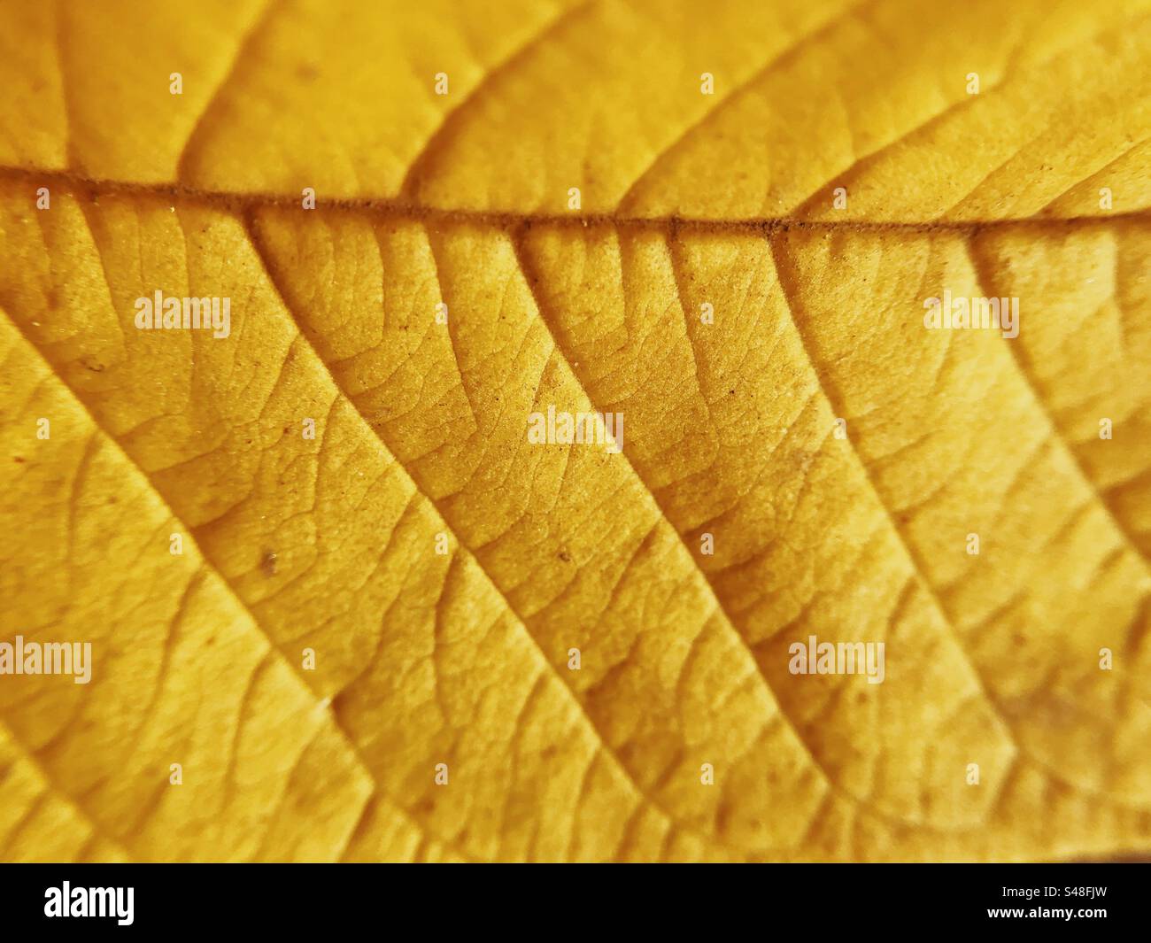 Macro photo of a leaf showing its design and textures - Smartphone Captured Stock Image