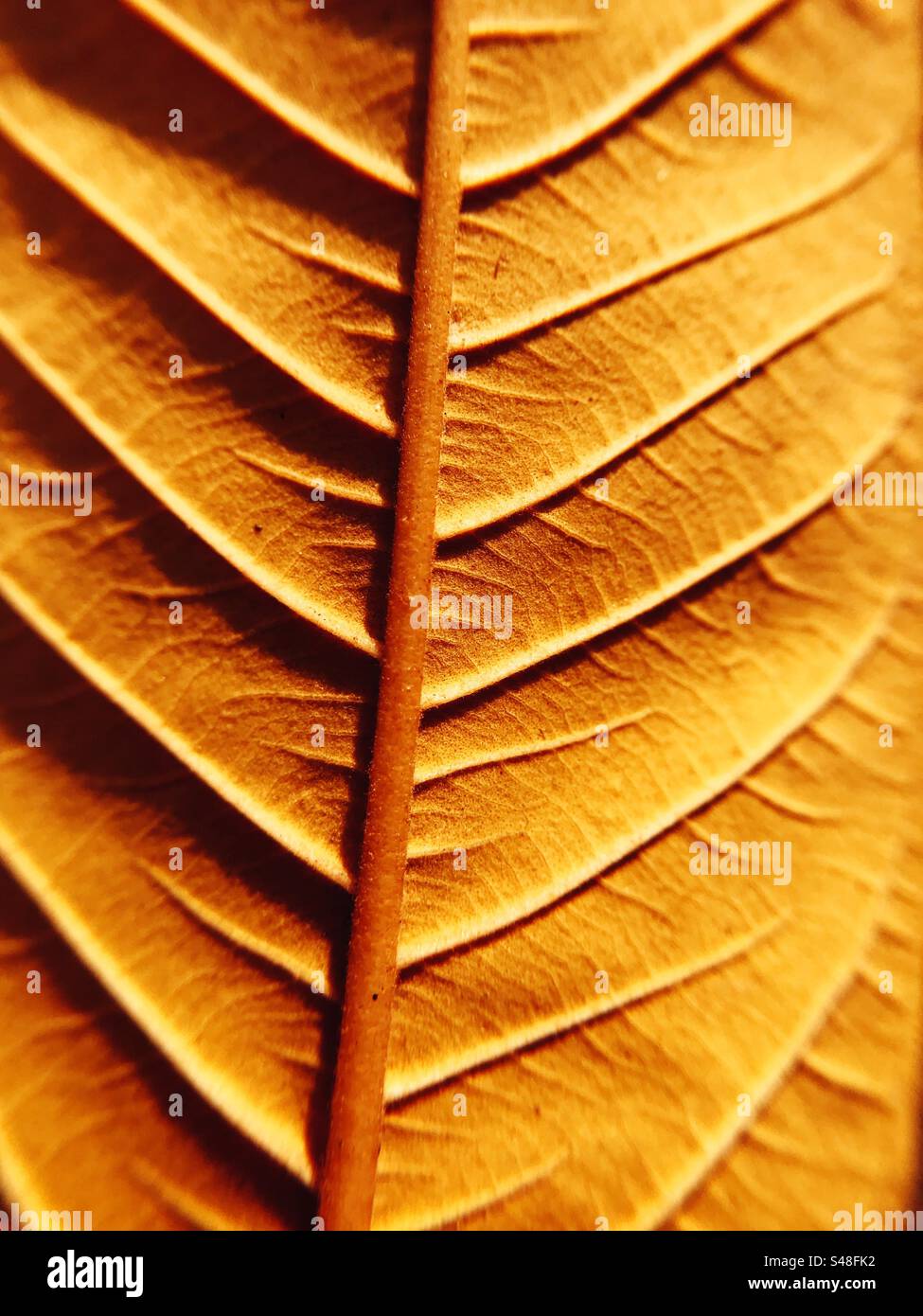 Reddish golden leaf showing its form and veins - Smartphone Captured Stock Image